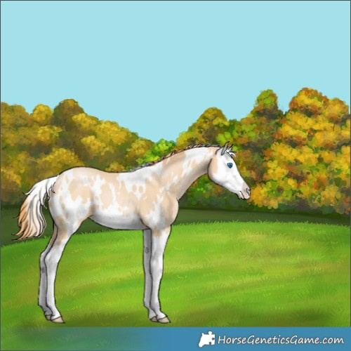 Horse Color:White Spotted Buckskin Pearl Splash 