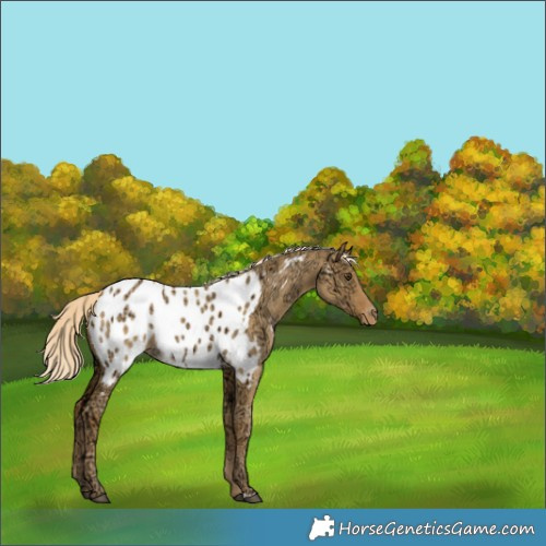 Horse Color:Palomino Ice Dun Appaloosa Rabicano 