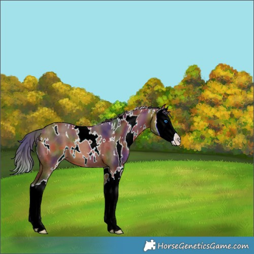 Horse Color:Nacre White Spotted Bay Splash 