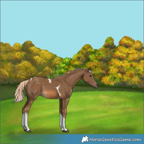 Horse Color:Chocolate Palomino Tobiano Rabicano 