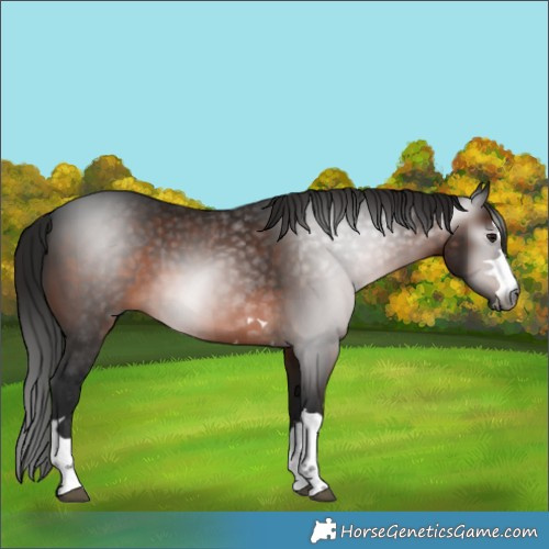 Horse Color:Gray Bay