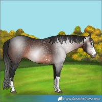 Horse Color:Gray Bay 
