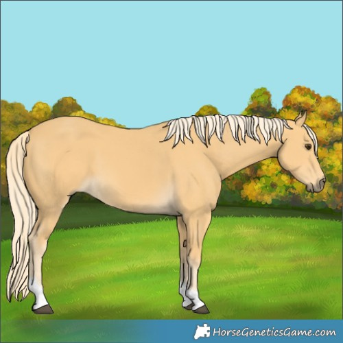 Horse Color:Palomino Tobiano 