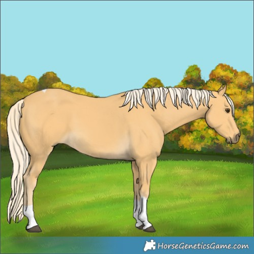 Horse Color:Palomino Tobiano 