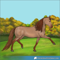 Horse Color:Red Dun 