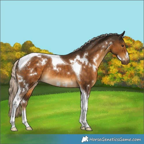 Horse Color:White Spotted Chocolate Palomino Tobiano Rabicano 