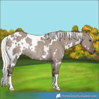 Horse Color:White Spotted Silver Grullo Rabicano