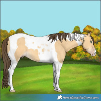 Horse Color:Amber Cream Champagne Dun Tobiano