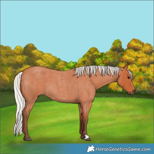 Horse Color:Silver Bay Roan