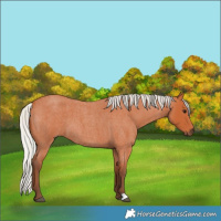 Horse Color:Silver Bay Roan 