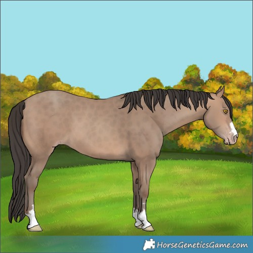 Horse Color:Sable Champagne 