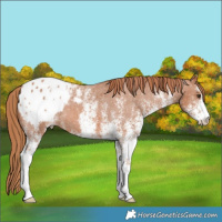 Horse Color:White Spotted Chestnut Appaloosa 
