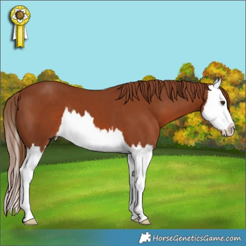 Horse Color:Chestnut Splash 