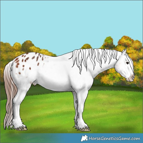 Horse Color:Bay Appaloosa 