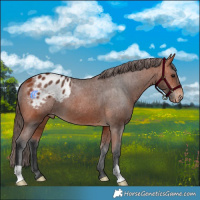 Horse Color:Bay Blanket 