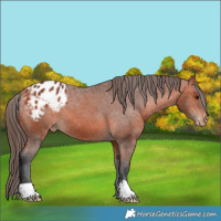 Horse Color:Bay Appaloosa 