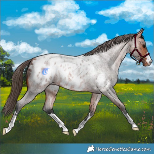 Horse Color:Bay Roan Blanket 