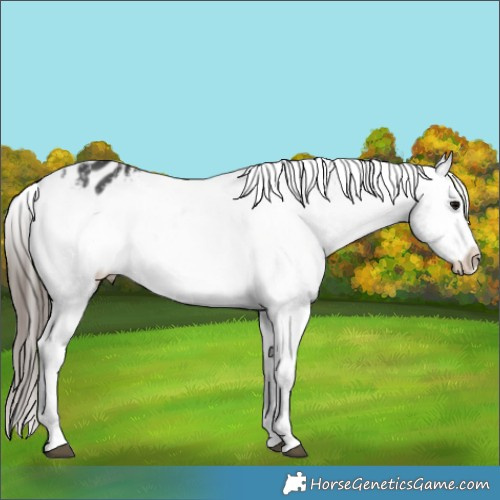 Horse Color:Black Appaloosa 