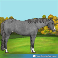 Horse Color:Black Appaloosa 