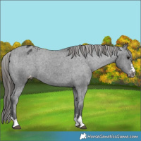 Horse Color:Black Appaloosa