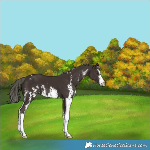 Horse Color:Liver Chestnut Mushroom Sabino 