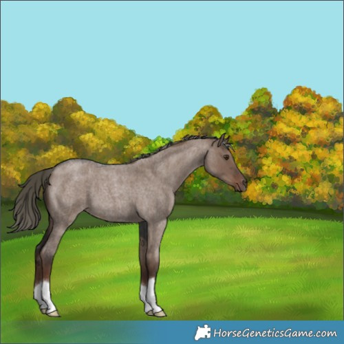 Horse Color:Liver Red Dun Roan Mushroom 
