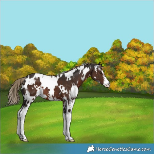 Horse Color:White Spotted Liver Chestnut Sabino