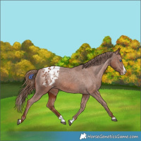 Horse Color:Chestnut Splash Appaloosa 