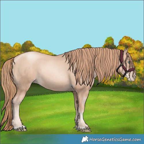 Horse Color:Gold Champagne Pearl Rabicano and Gold Champagne Pearl Rabicano