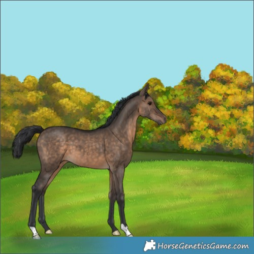 Horse Color:Brown Dun 