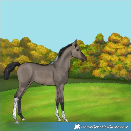 Horse Color:Brown Dun Tobiano 