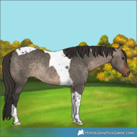 Horse Color:Bay Dun Tobiano Rabicano 
