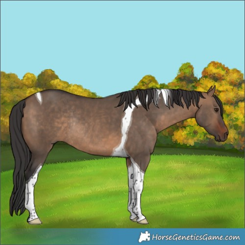Horse Color:Brown Dun Tobiano Rabicano