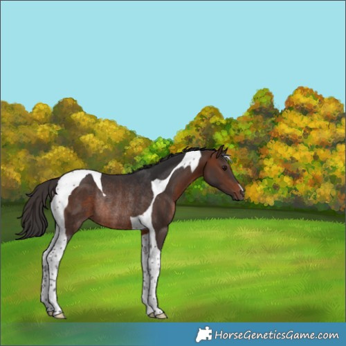 Horse Color:Brown Tobiano Rabicano 
