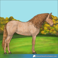 Horse Color:Red Roan