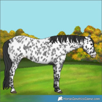 Horse Color:Blue Roan Leopard 