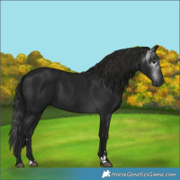 Horse Color:Gray Smoky Black 