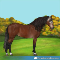 Horse Color:Gray Bay 