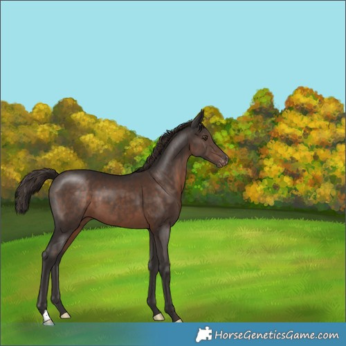 Horse Color:Liver Chestnut Appaloosa 