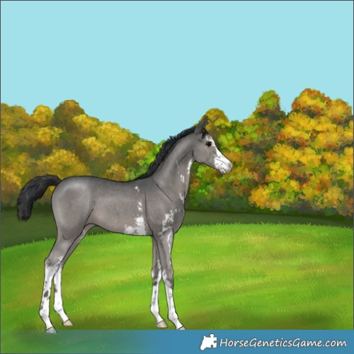 Horse Color:Grullo Sabino 