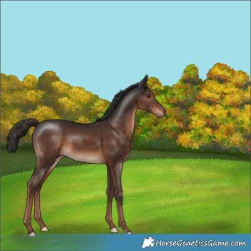 Horse Color:Liver Chestnut 