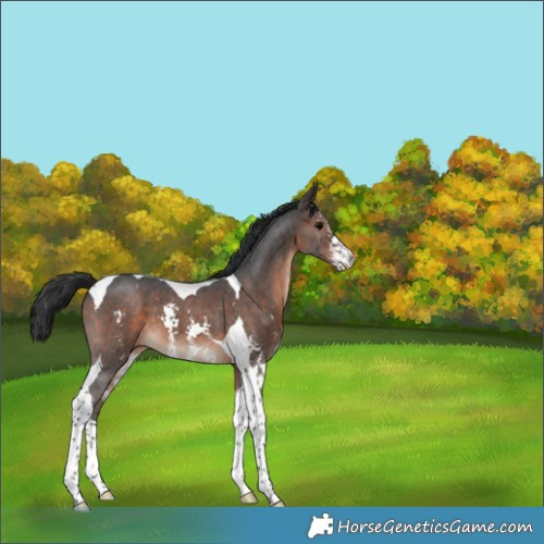 Horse Color:Brown Sabino Tobiano 