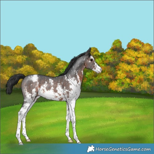 Horse Color:Brown Sabino Snowflake Varnish 