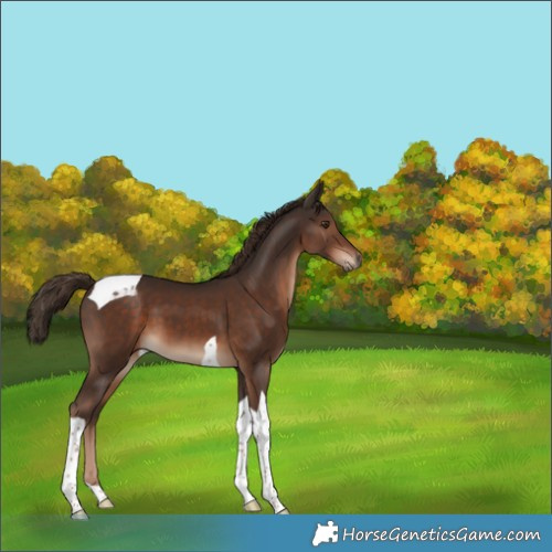 Horse Color:Liver Chestnut Tobiano 