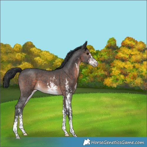 Horse Color:Brown Sabino 