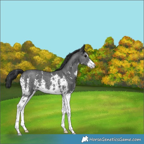 Horse Color:Black Sabino 
