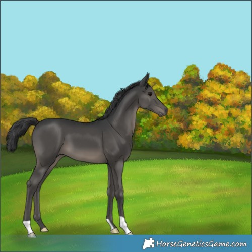 Horse Color:Black 