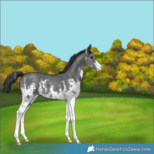 Horse Color:Black Sabino 