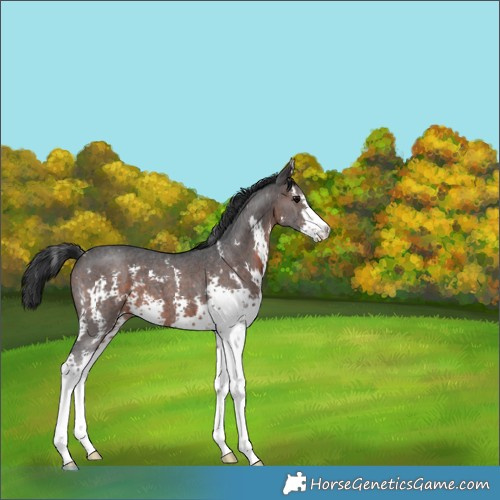 Horse Color:Brown Sabino 