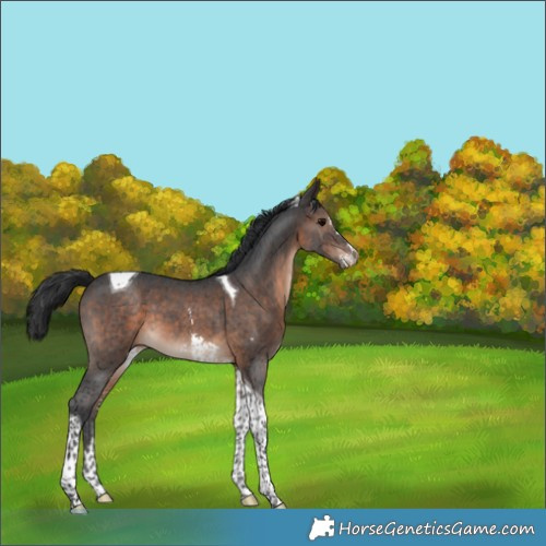 Horse Color:Brown Sabino Tobiano Appaloosa 